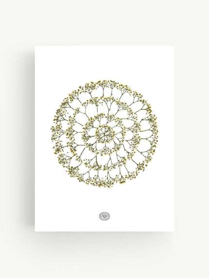 Herbier Achille