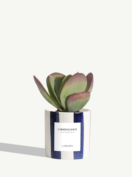 L'Insouciante