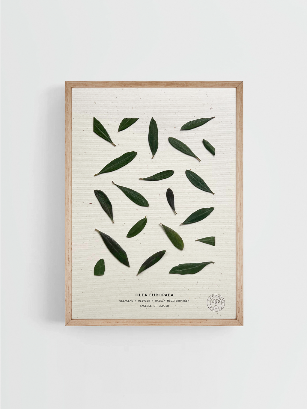 Herbier Signature Olivier