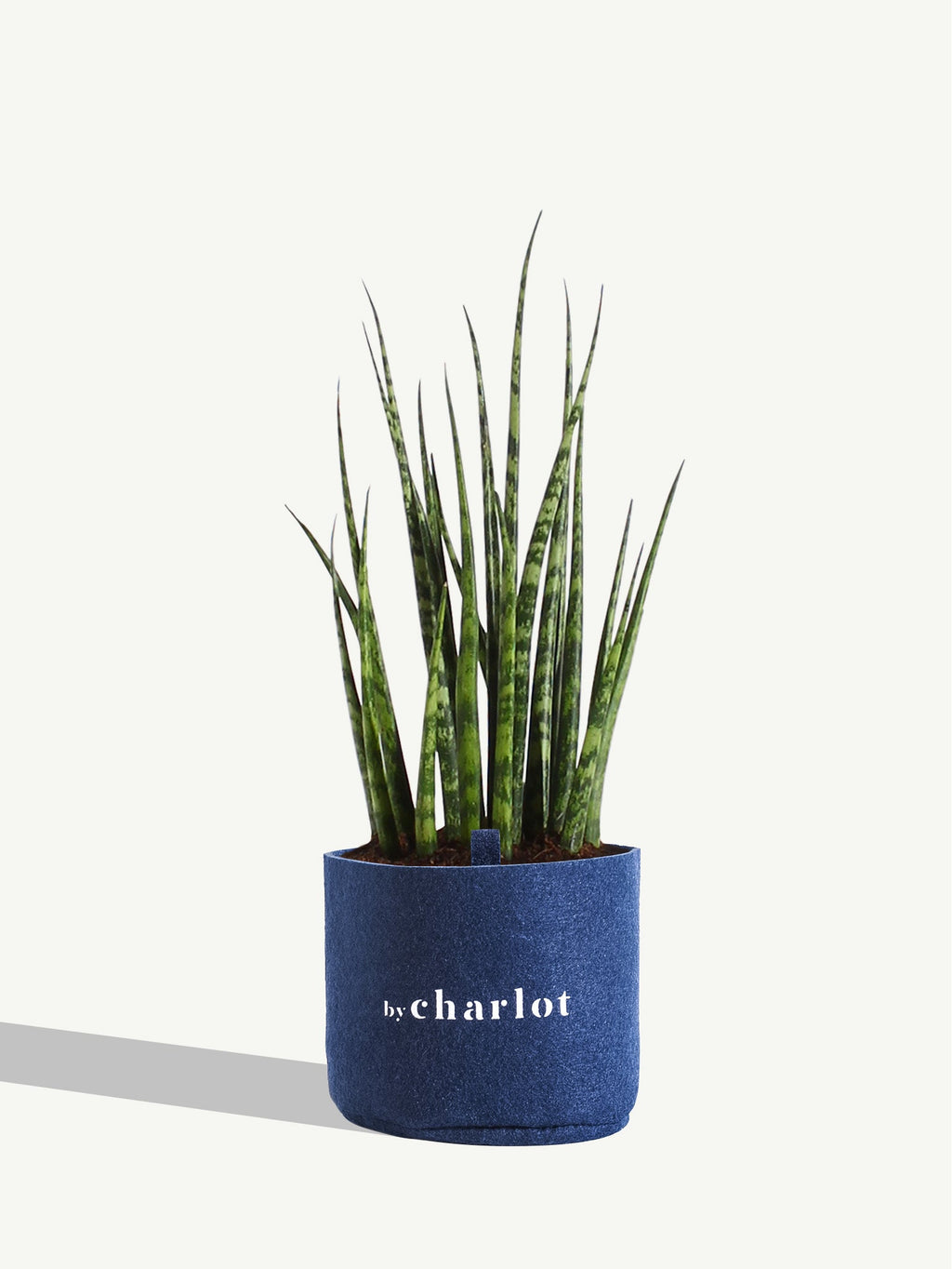 Le Charmeur