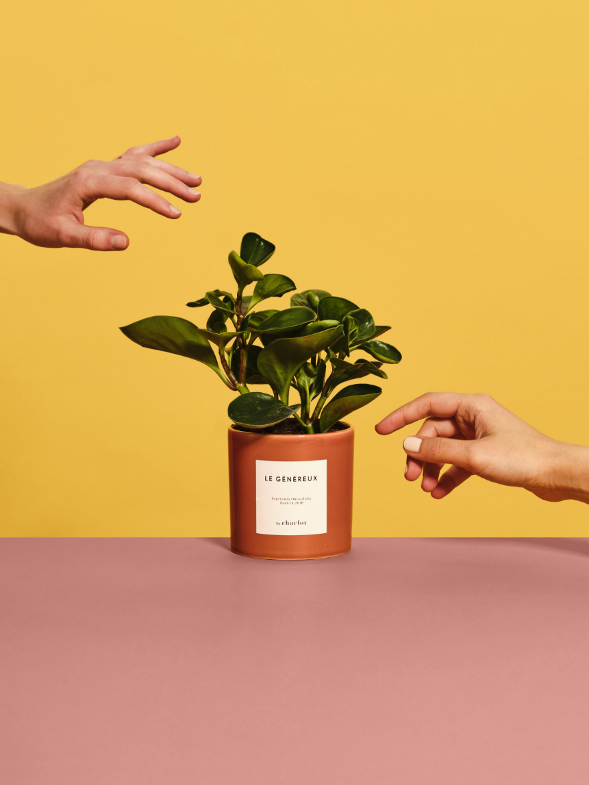 Le Généreux By Charlot Plantes et palmier Plantes de caractère à