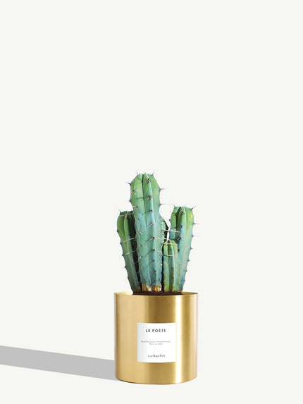 Cactus - Le Poète