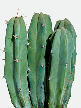 Cactus - Le Poète