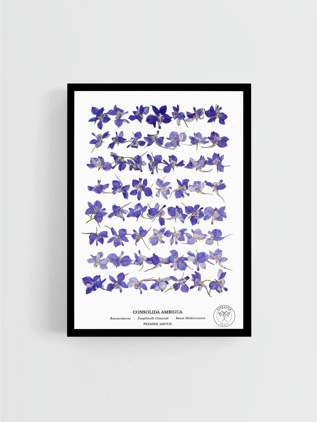 Dauphinelle Violette Profil